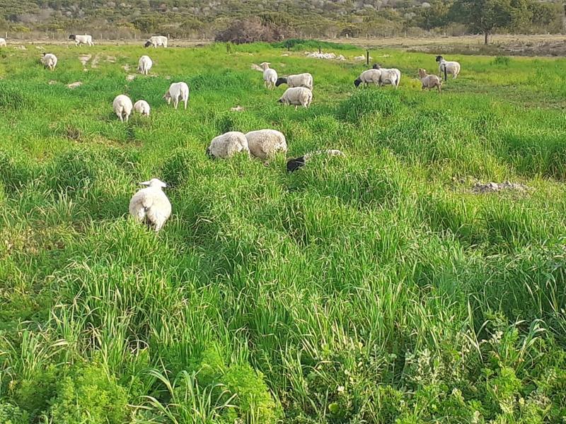0 Bedroom Property for Sale in Mossel Bay Rural Western Cape